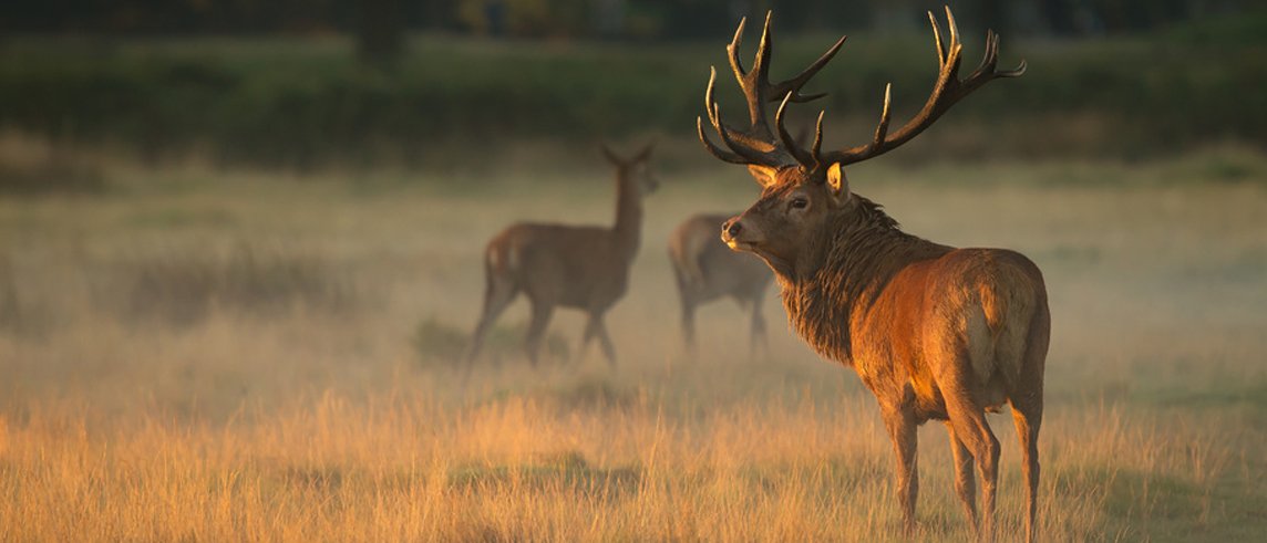 Jagd in bayern